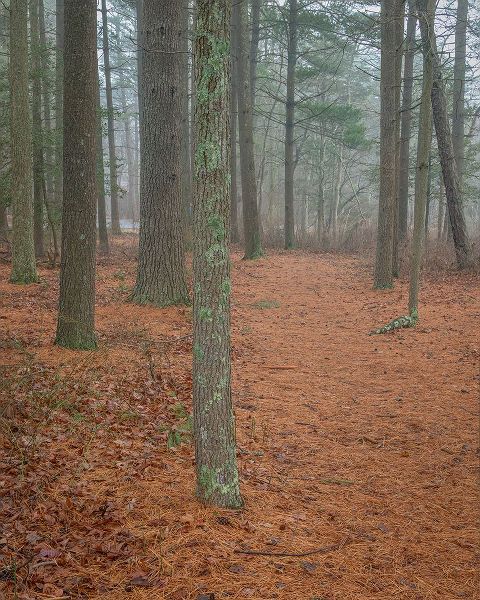 Jaynes Gallery 아티스트의 USA-New Jersey-Pine Barrens National Preserve Foggy forest landscape작품입니다.